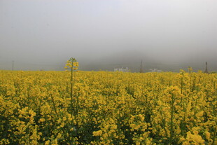 婺源雾中灿烂的油菜花海