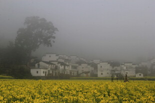 婺源雾中黄花映衬白墙黛瓦