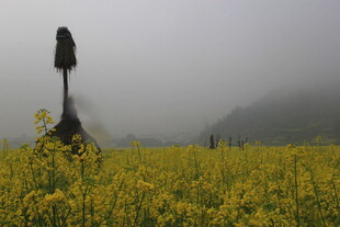 婺源雾中黄花间的孤独稻草人