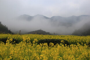 婺源雾中油菜花海美景
