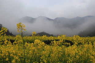 婺源山间油菜花田云雾缭绕