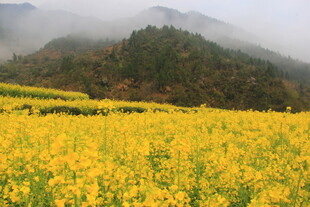 婺源山间油菜花海美景
