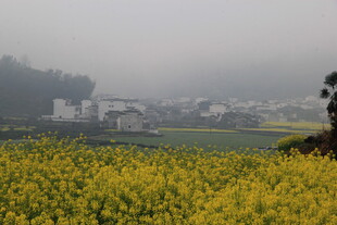 婺源雾中油菜田与远处村落