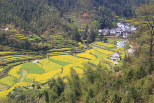 婺源春日梯田油菜花乡村美景