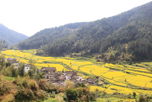 婺源山间金黄梯田村落美景