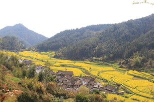 婺源山间金黄梯田村落美景