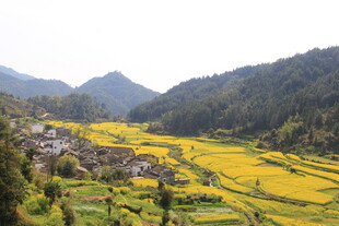 婺源山间金黄梯田村落美景