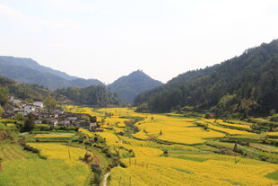 婺源金黄梯田与青山相映成趣