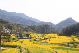 婺源山间油菜田乡村美景
