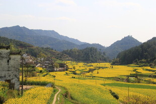 婺源春日山间油菜花海美景