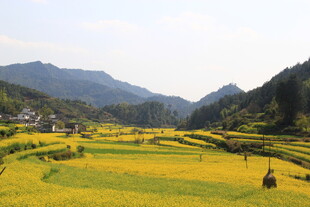 婺源金黄梯田中的乡村美景