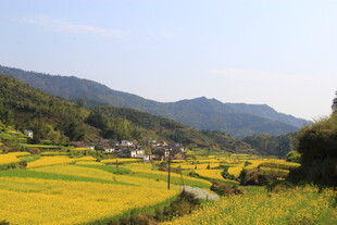 婺源田园风光 金黄稻田与远山