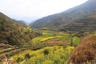 婺源山间梯田油菜花美景