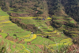 婺源壮观美丽的山间梯田景观