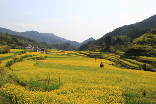 婺源春日梯田油菜花美景