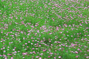 婺源绿草间点缀的粉色小花