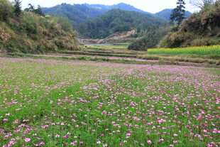 婺源山间花海 绽放绚烂色彩
