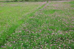 婺源绿野繁花 乡间诗意小径