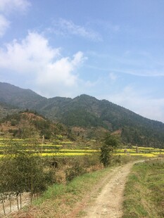 婺源山间小径旁的烂漫油菜花田