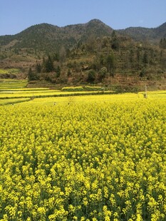 婺源春日油菜花海美景