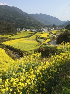 婺源春日山间油菜花海美景