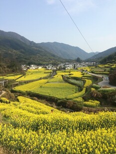 婺源春日山间油菜花海美景
