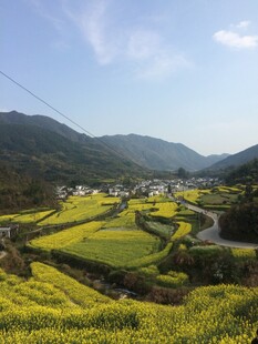 婺源春日山间油菜花海美景