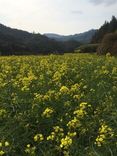 婺源春日油菜花田美景