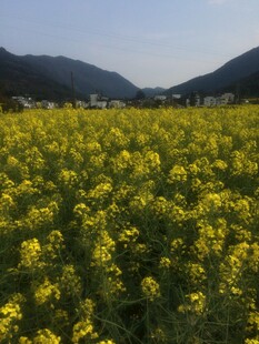 婺源金黄油菜花海 远山相伴