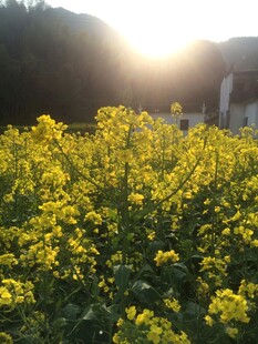 婺源春日油菜田 阳光洒落