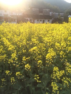 婺源春日油菜花海美景