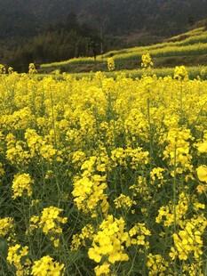 婺源金黄油菜花海田园美景
