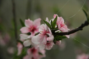 婺源枝头绽放的粉嫩桃花