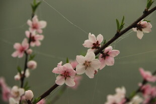 婺源枝头绽放的粉嫩桃花