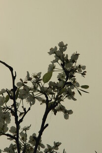 婺源枝头绽放的嫩绿新芽