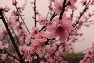 婺源粉嫩桃花枝头绽放
