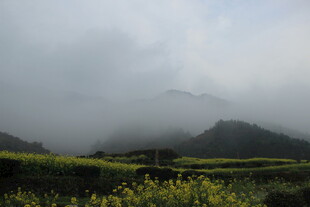 婺源云雾缭绕下的山间油菜花田