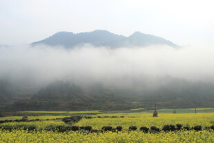 婺源山间晨雾中的金黄田野