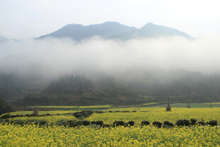 婺源山间油菜田 云雾绕青山
