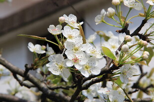 婺源枝头绽放的洁白梨花