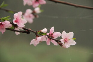 婺源枝头粉嫩桃花绽放
