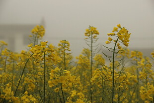 婺源春日油菜花田美景