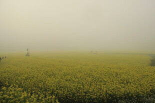 婺源雾中向日葵田的静谧之美