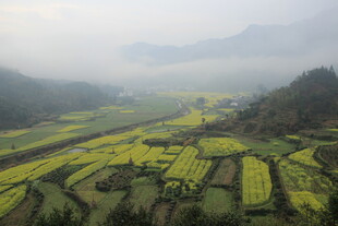 婺源山间梯田油菜花海美景