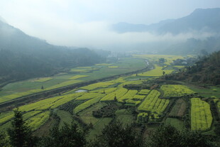 婺源山间梯田美景