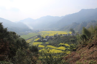 婺源山间油菜田 春日美景