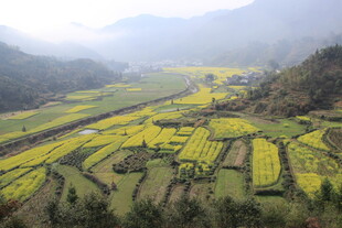 婺源山间油菜梯田美景