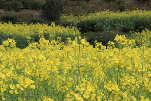婺源金黄油菜花田美景