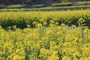 婺源金黄油菜花田的美丽景致