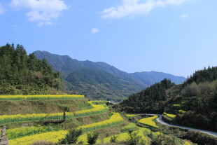 婺源山间梯田油菜花美景